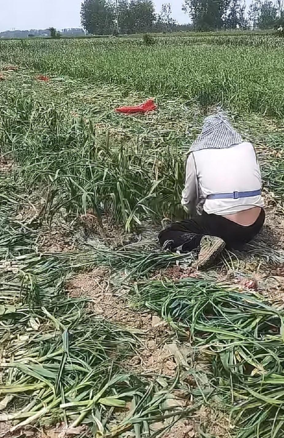 要想身体早完蛋
就来地里挖大蒜
全靠胳膊和大腿
干上一天能累毁
低着头弯着腰
俩
