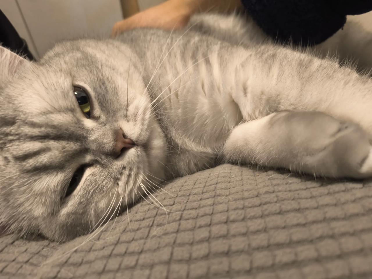 #分享一张你家猫咪最可爱的照片#