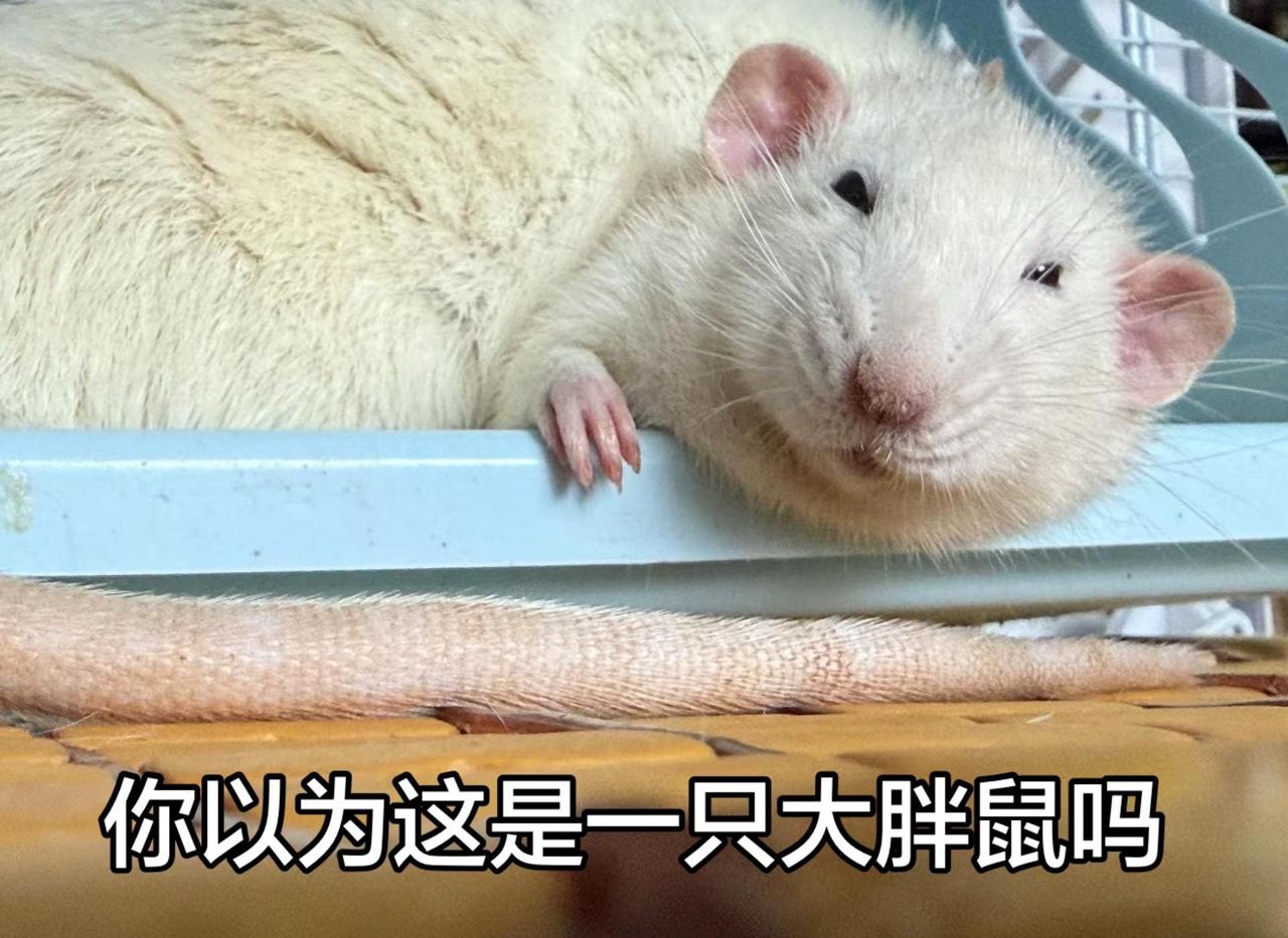 你以为这只是一只大胖鼠吗？  不，它是两只摆烂的鼠生 睡鼠 懒鼠 建议大家养只没