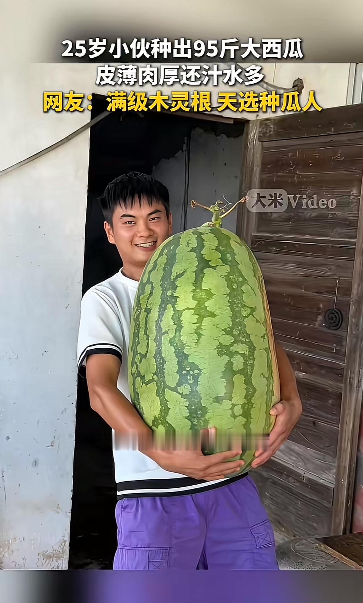 25岁小伙种出95斤大西瓜这事，真是太牛了！网友戏称他是“满级木灵根天选种瓜人”