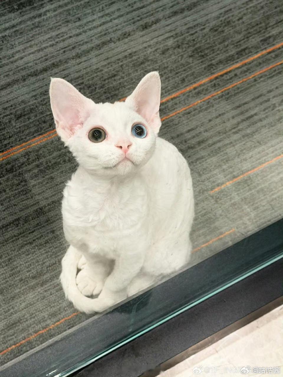 邓佳鑫晒猫邓佳鑫的猫是异瞳 哇塞，异瞳小猫，好可爱，好机灵啊 