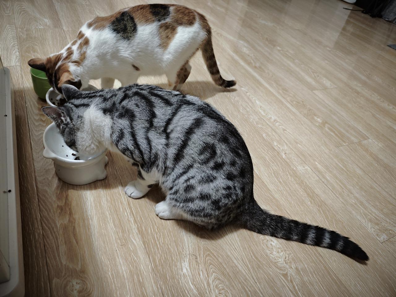 今天扒拉着算了一下，养二哈和三糖不到一年的时间花了两千多块钱了。[捂脸]
三糖是