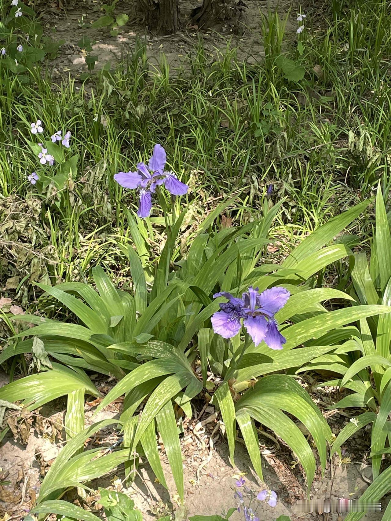 风一吹，花枝轻颤，仿佛整个世界都温柔了下来，所有的疲惫都被这满眼的生机悄悄揉碎，