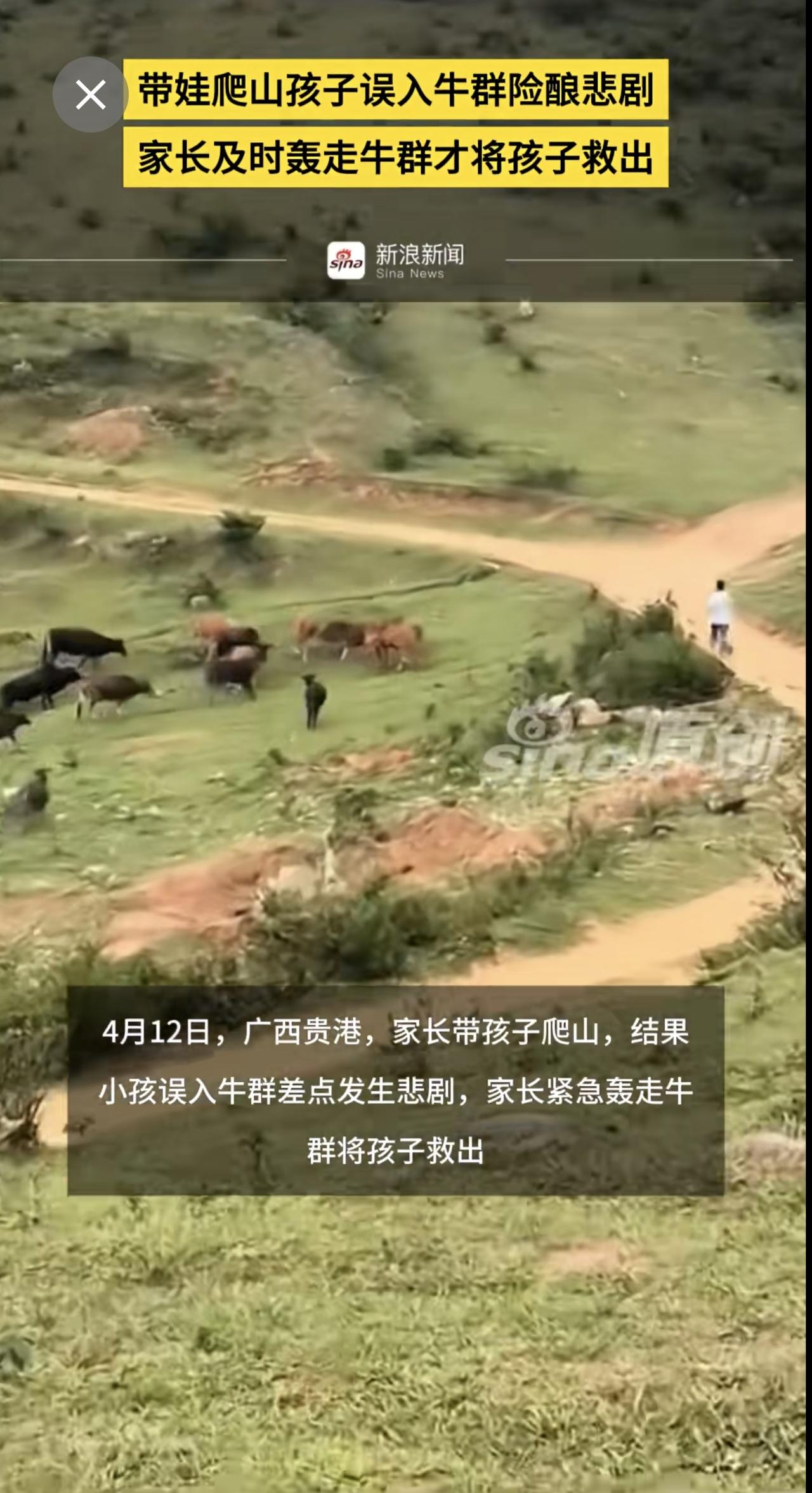 带娃爬山孩子误入牛群险酿悲剧，家长及时轰走牛群才将孩子救出