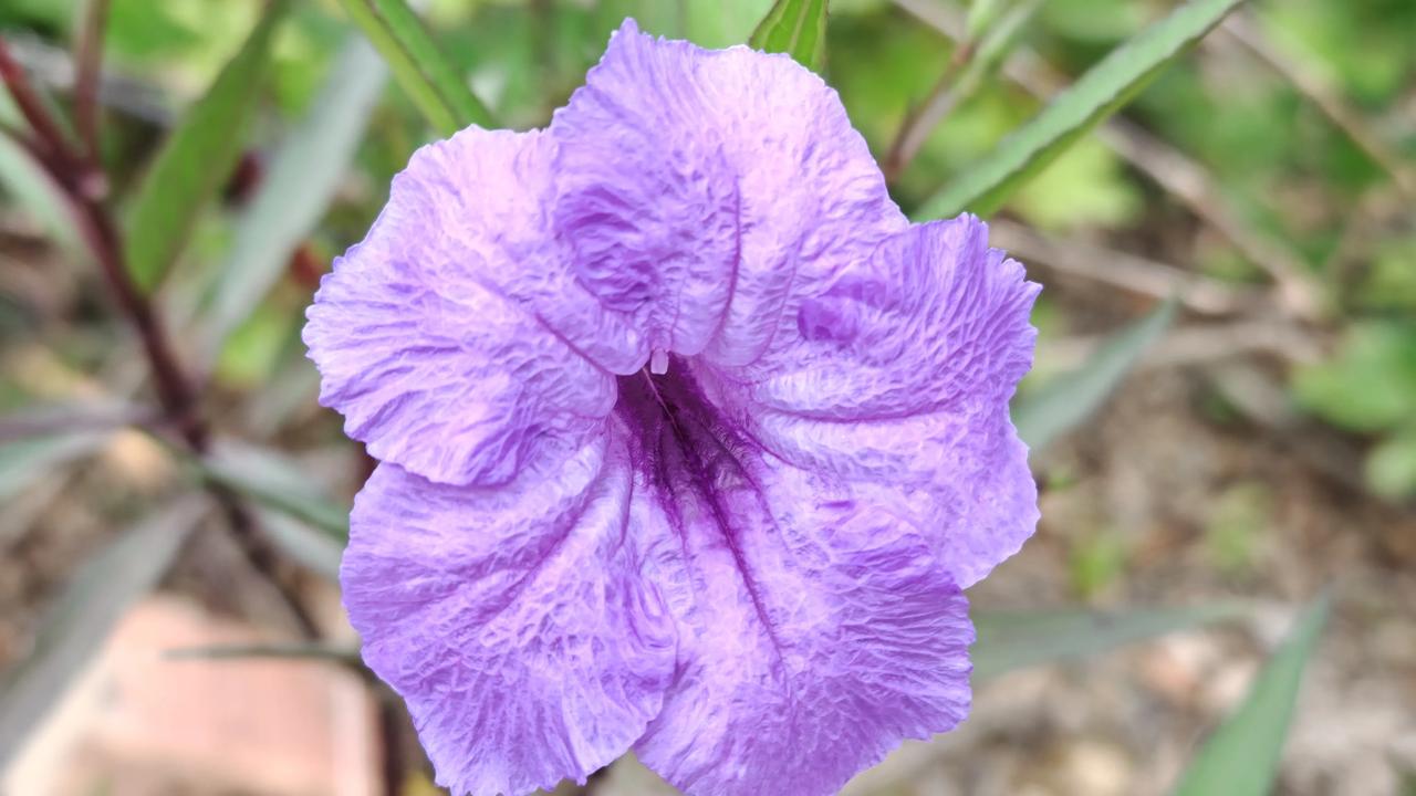 一朵小花，一份小确幸