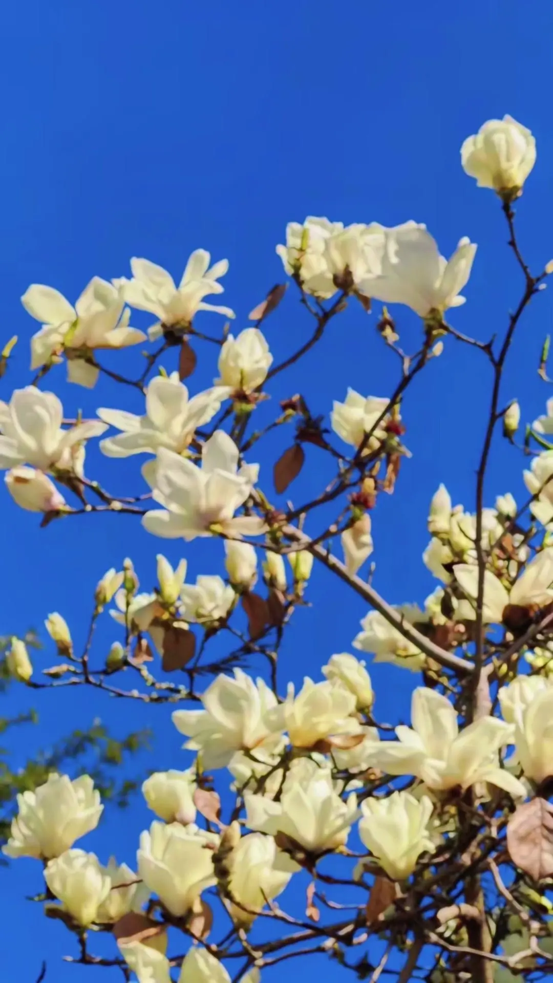 春日限定浪漫！白玉兰盛开瞬间太治愈了。🌸清晨路过小区，突然被一阵清香...