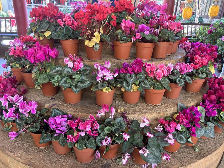 门票还能换鲜花！昆明昙华寺这波操作，把春天打包送你