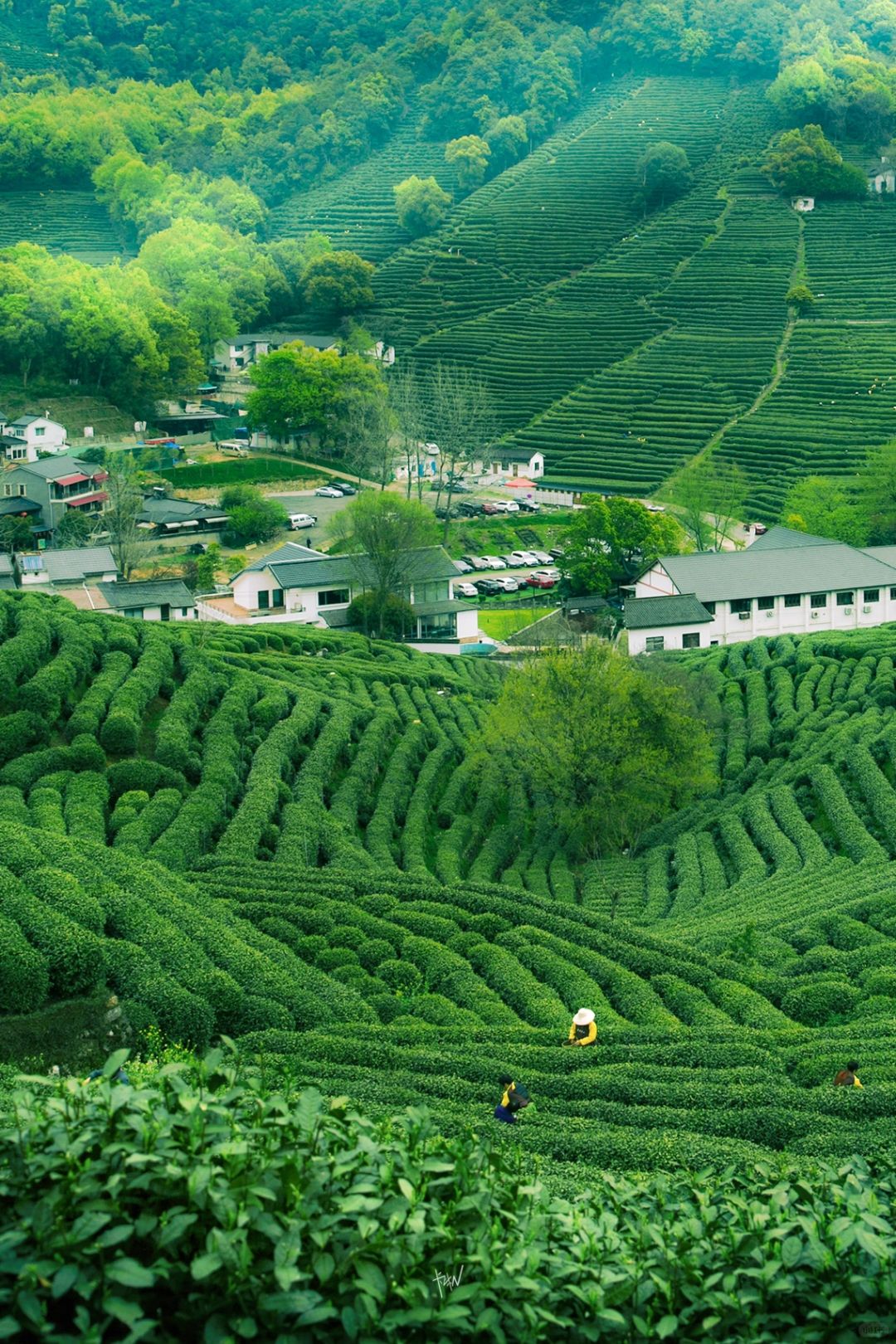 杭州早春茶园徒步路线🍃茶香绿意扑面而来❗️