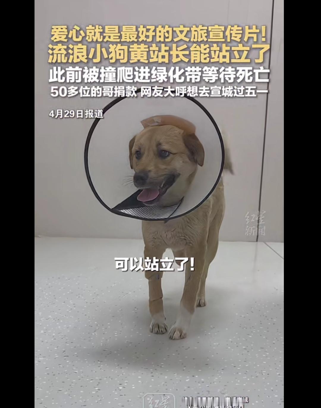 好消息，黄站长能站立了，它太幸运了，遇到一群善良的人。[赞][赞][赞][玫瑰]