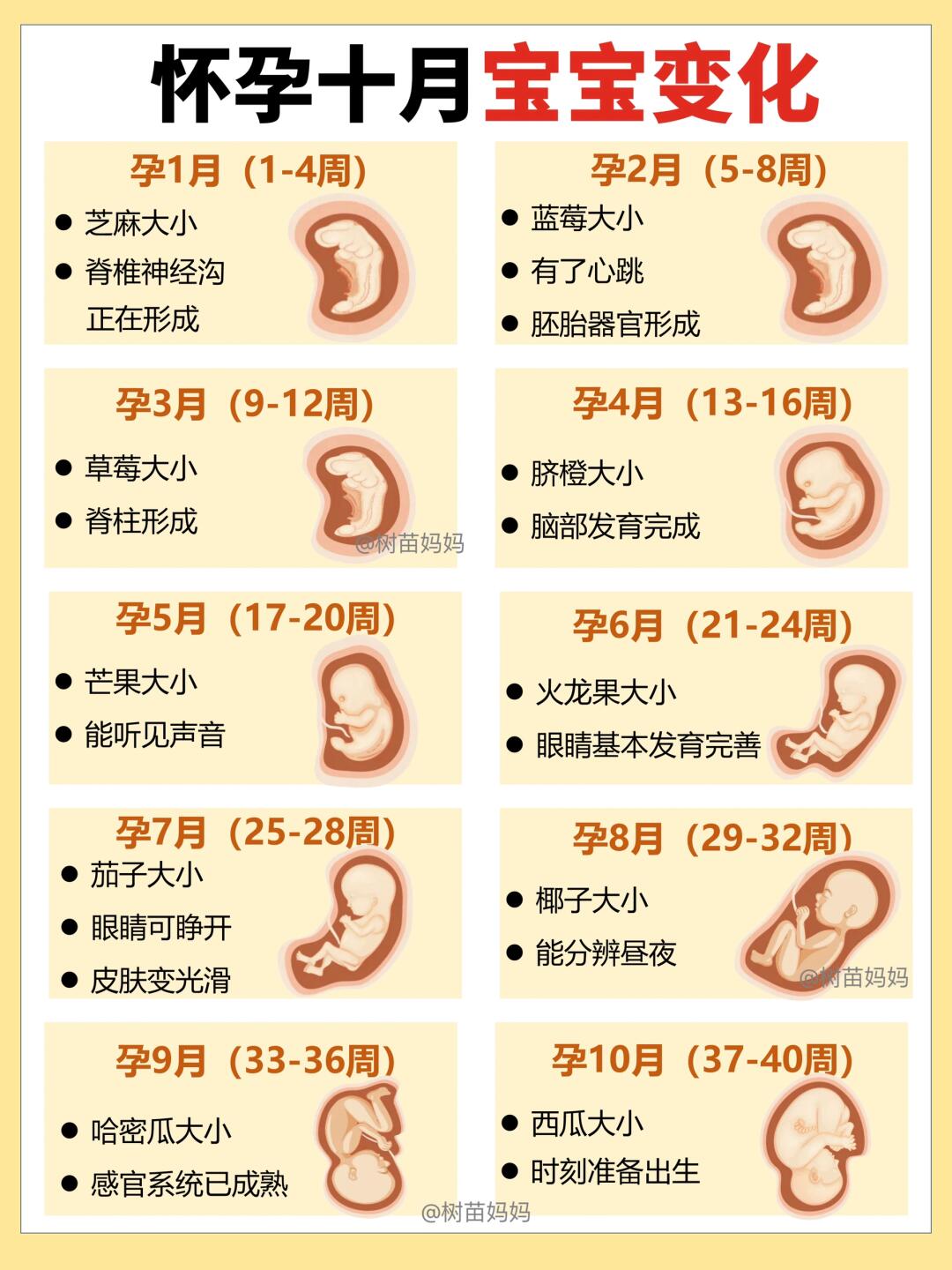 拒绝孕期焦虑❌一篇讲清孕期变化及营养补充