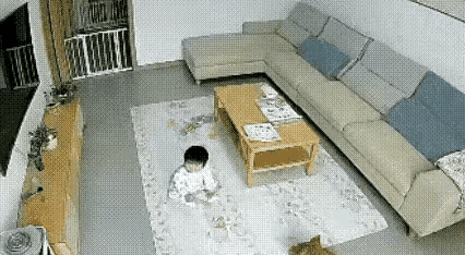 毛孩子应该有一种预感，也许它的嗅觉太强大了，也许它拥有某种我们目前还不了解的能力