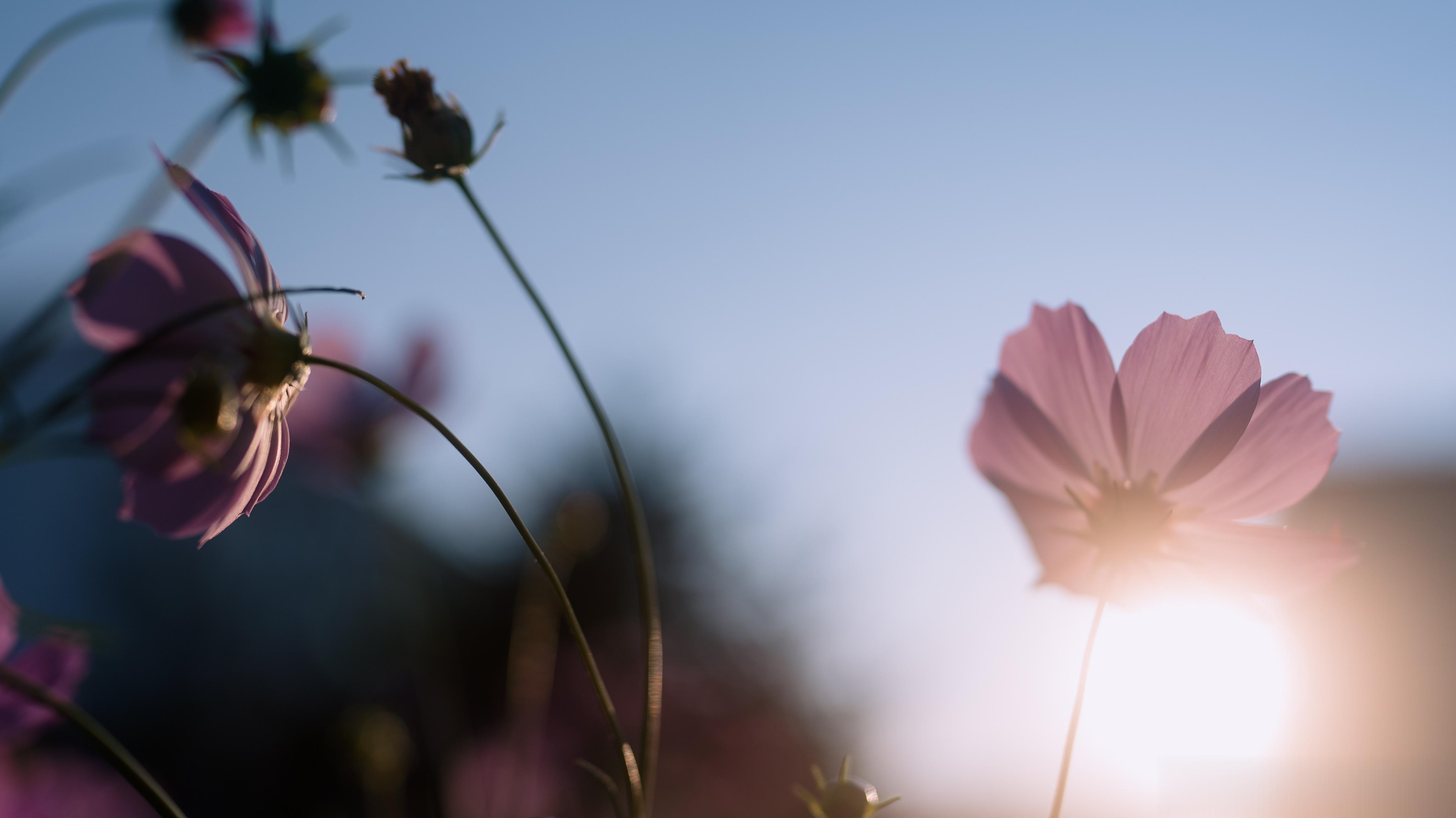 秋天了，特别喜欢东北的波斯菊（Cosmos bipinnatus）。不过此花中文