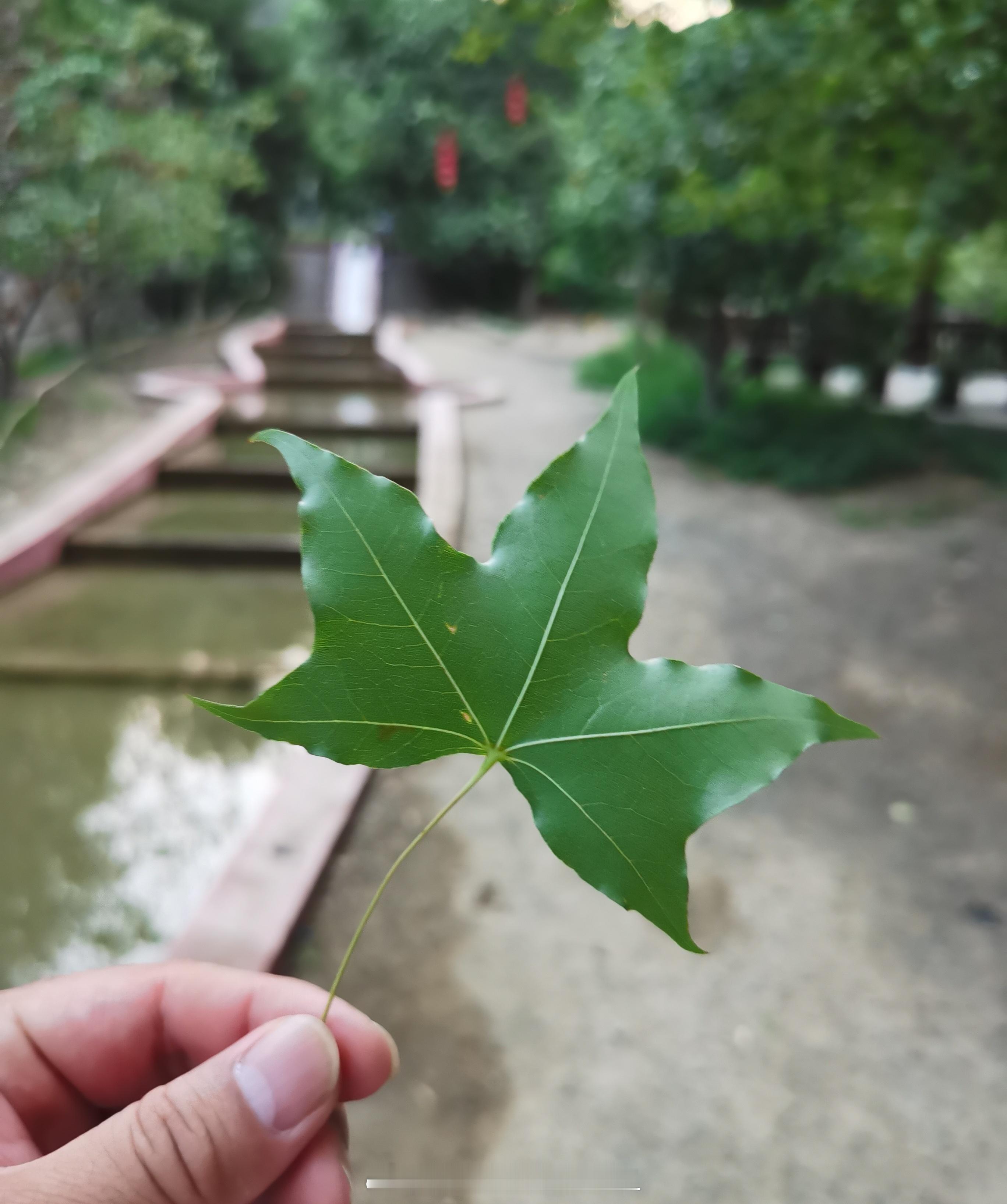 我确定老头就是故意的。老头周五拿着宽窄诱惑我，刚才又拿着和天下诱惑我，小爷也是有