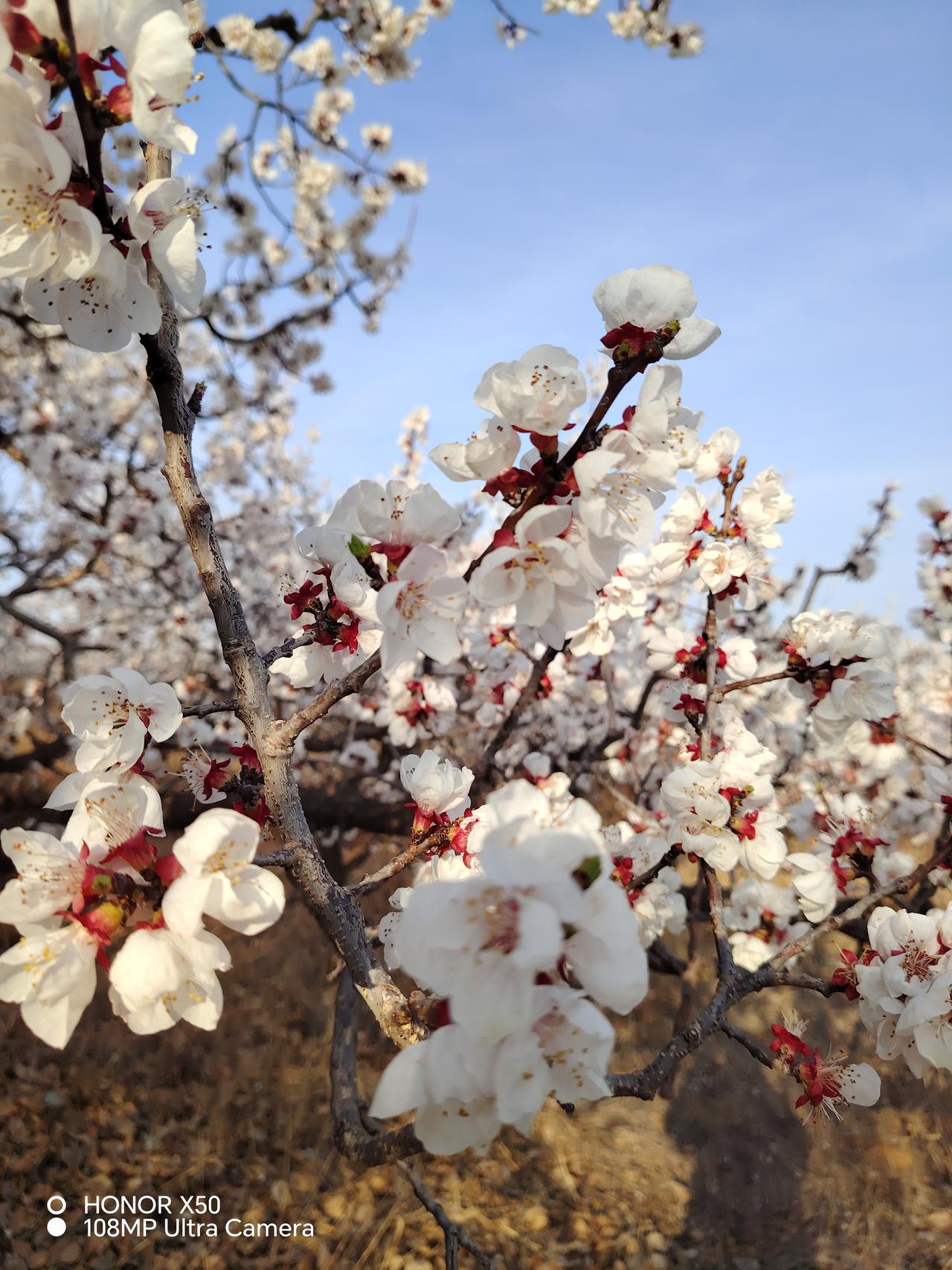 晒图笔记大赛杏花开了，老元望去，真的是花海一片，成了花的海洋，我也在花海中美美的