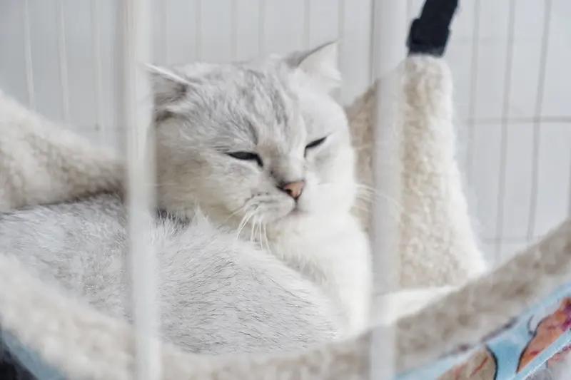 3月6日江苏连云港，女生买宠物猫被传染全身长猫藓 ，800元买猫，她为猫和自己治