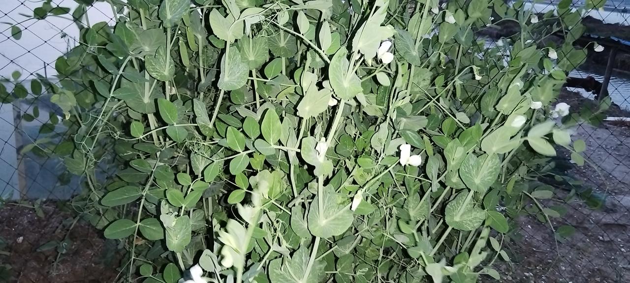 如今，南京的豌豆荚已大量上市。这张照片呈现的是豌豆叶子和开花的模样。不得不说，嫩