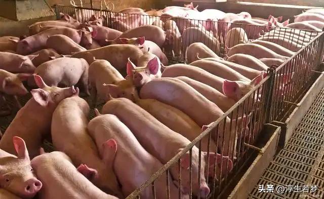 价格破五，生猪爆发踩踏式抛售！
最近生猪价格和饲料价格冰火两重天，一边是生猪价格