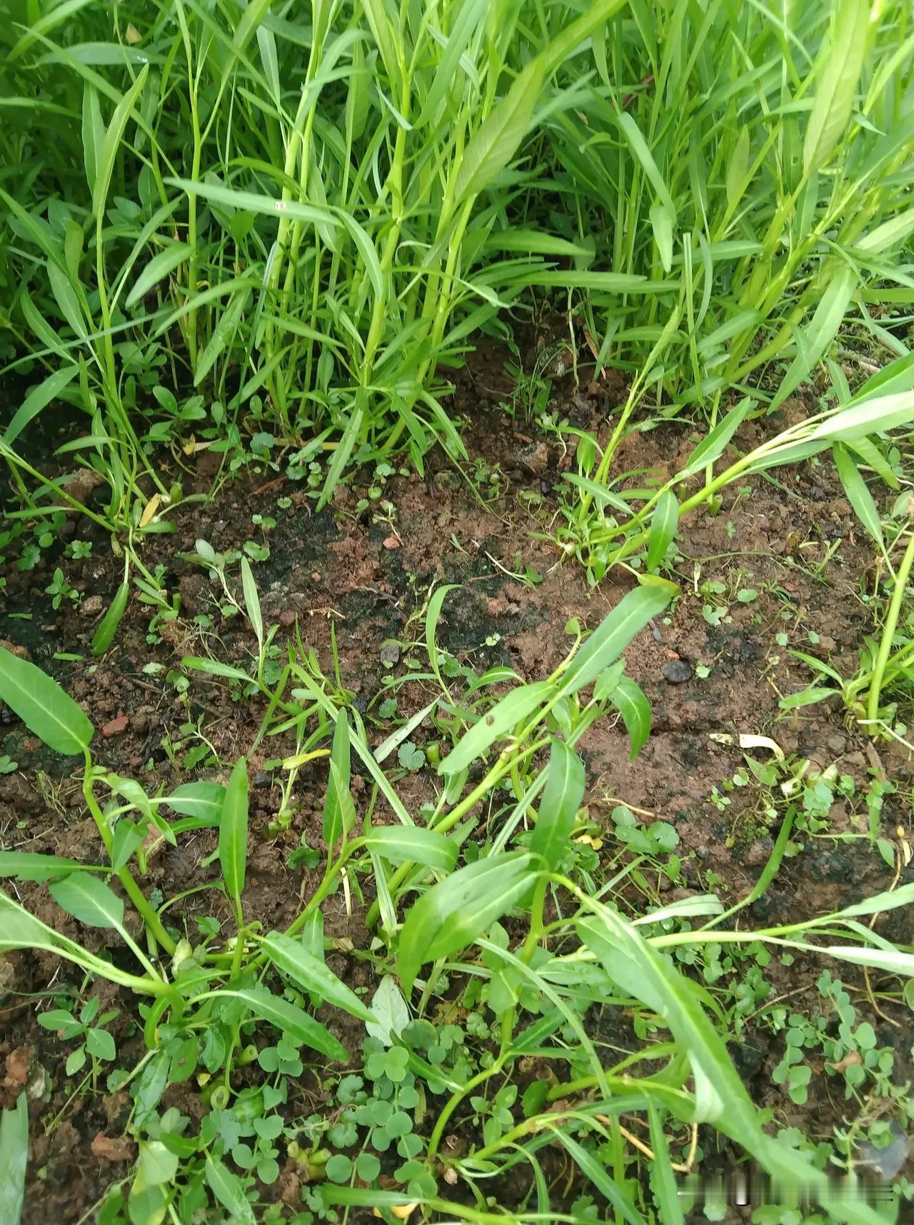 到了这个季节，空心菜已接近尾星了，现在摘了高的，要好久才能长出新芽了。

我们广