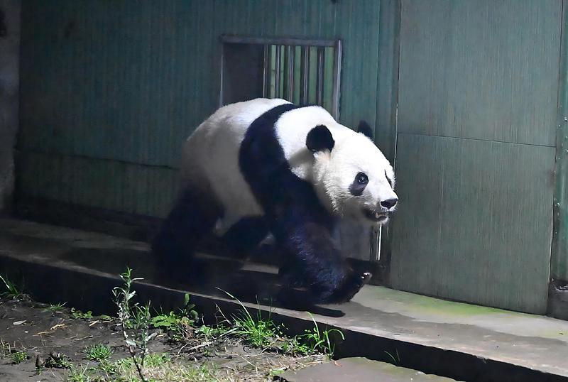 大熊猫视力那叫一个不好，简直就是天生的近视眼。你看它们，在外场走着走着，突然兴奋
