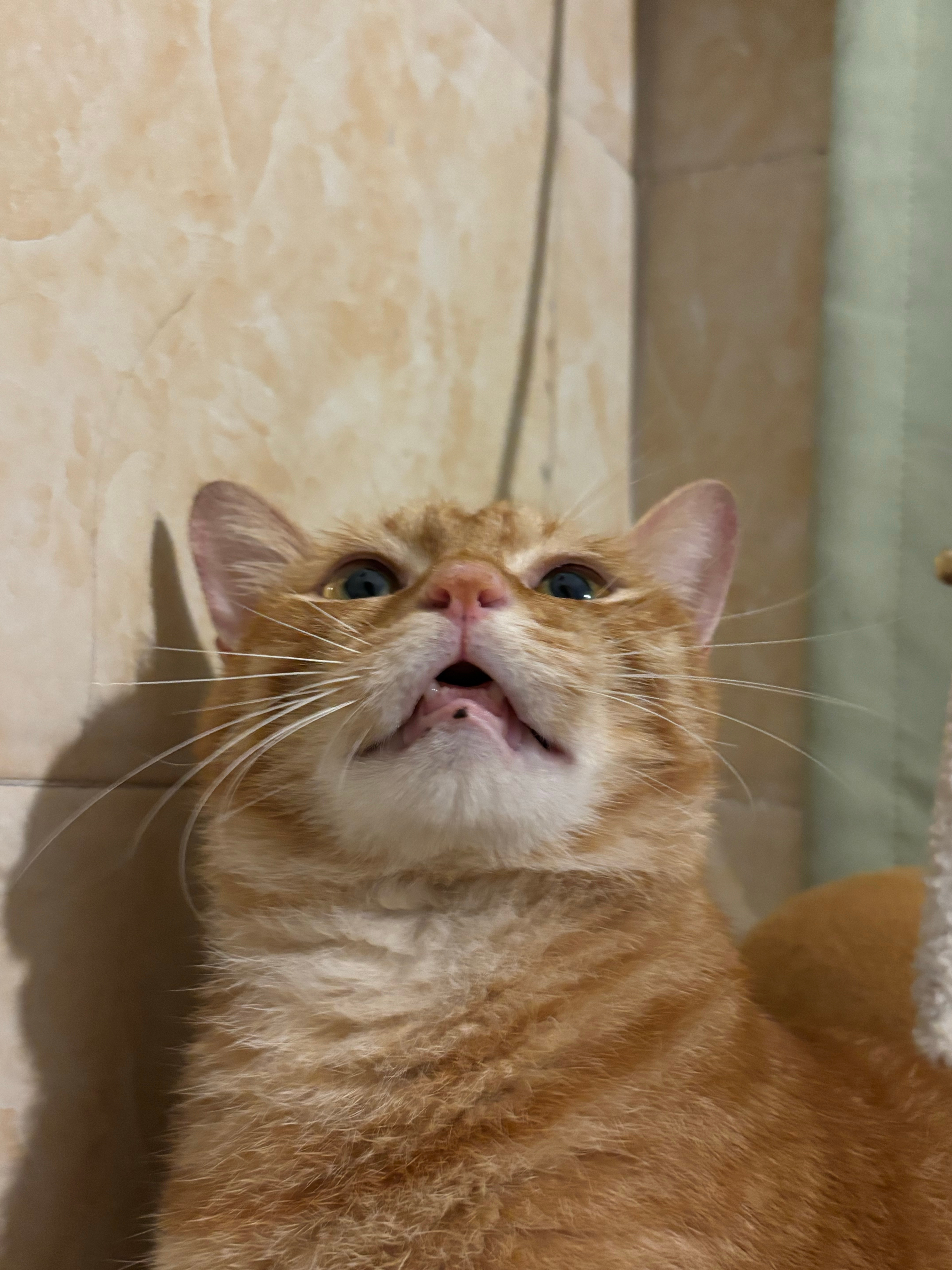 养猫后,终于理解小时候玩的正开心，家长突然给擦脸了，刚开门小娟来迎接我围着我喵喵