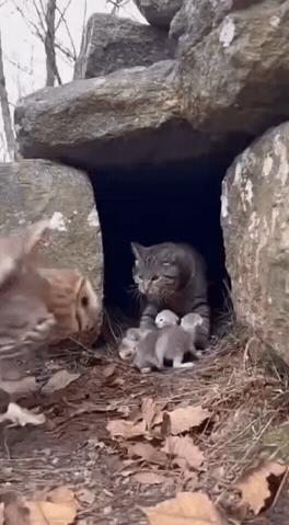 可爱的大猫与猫头鹰在为什么大打出手？没有看明白！猫头鹰