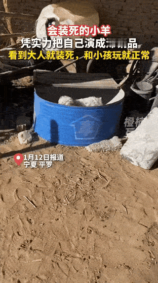 “这下笑死我了！”宁夏，男子多次把自家的小羊羔拉到街上卖，别的小羊都卖掉了，唯独