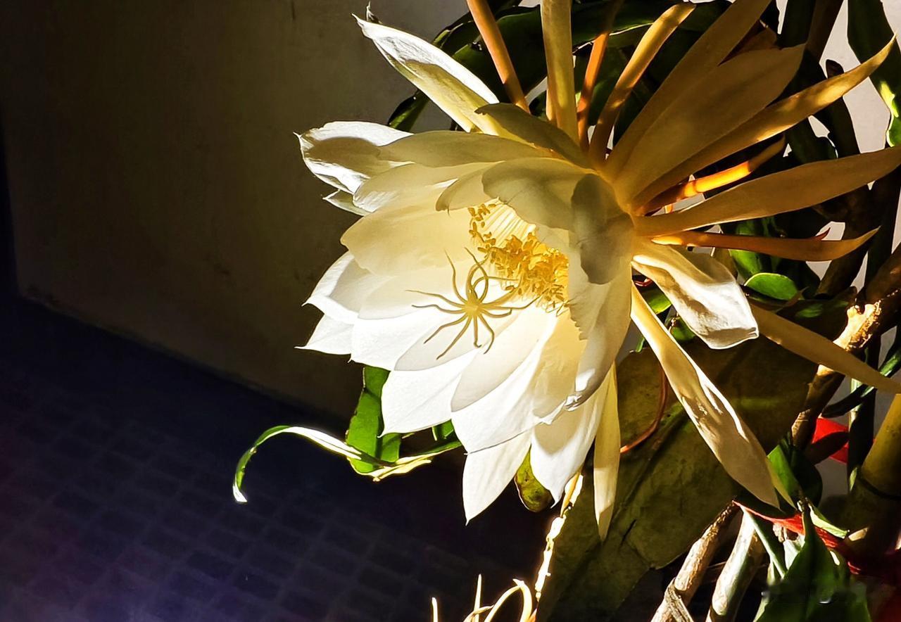 昨晚我家今年第一枝昙花，悄然绽放。安庆的美到底是什么 皖美安庆寻美安庆昨夜昙花 