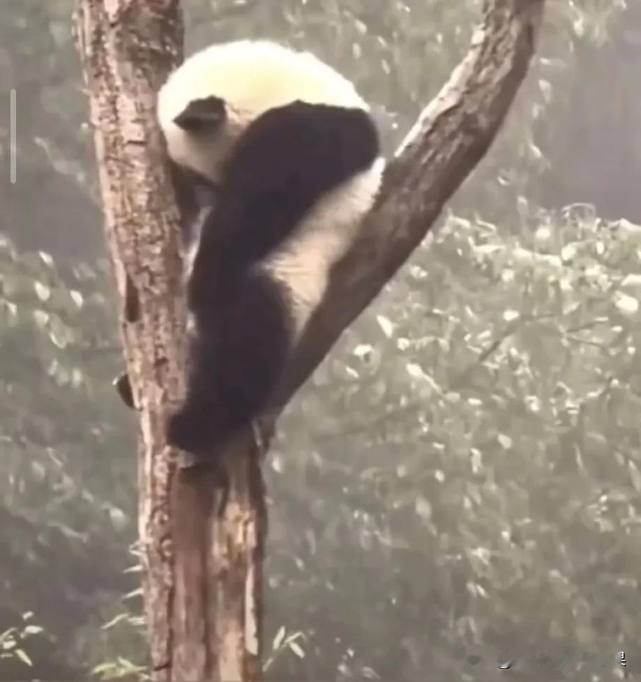 全红婵问陈若琳：现在考驾照难不难？

陈若琳觉得难不难我不知道，我是真的觉得难死