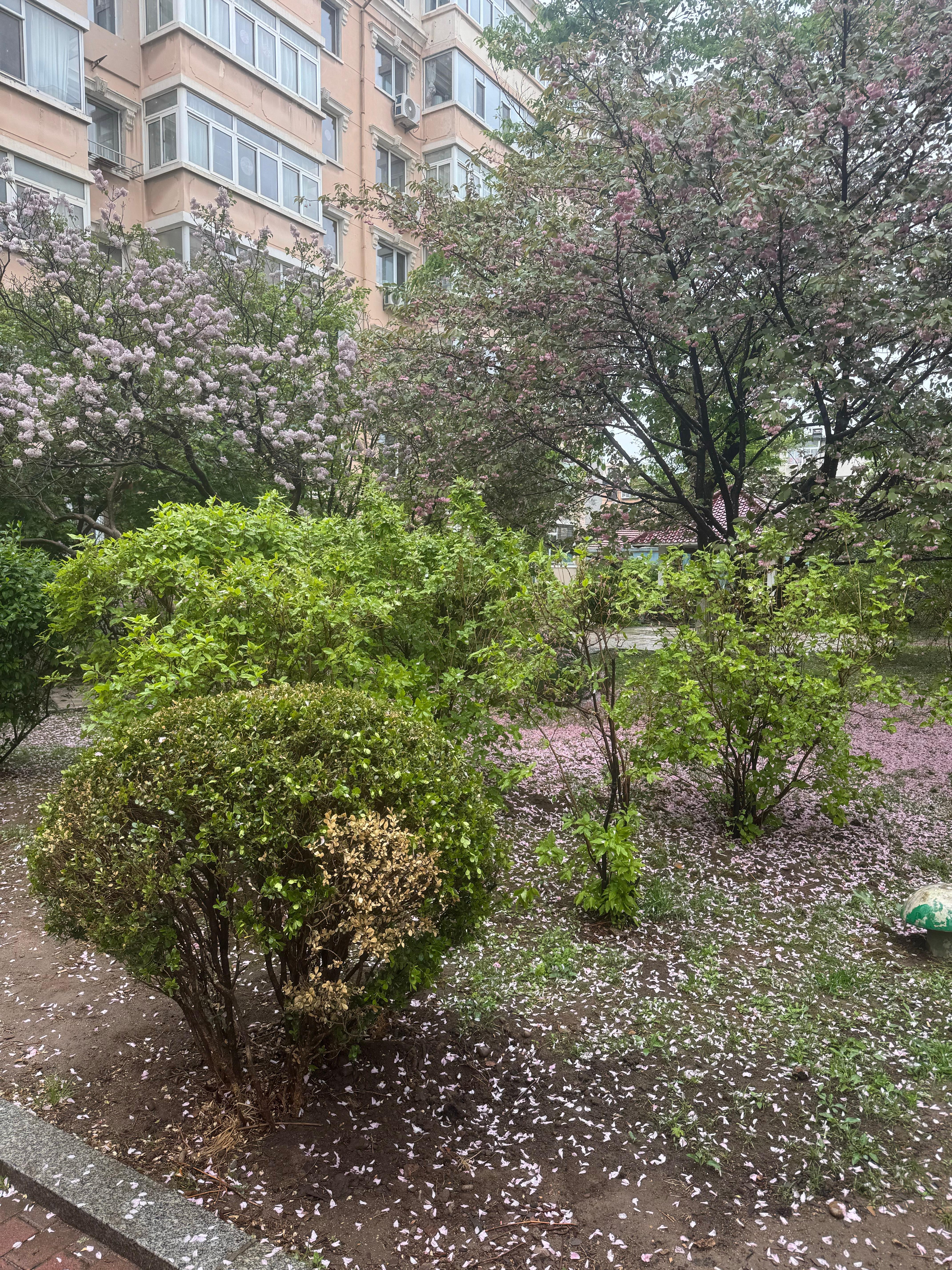 今天下雨了宿舍楼下的花瓣掉了一地好美好美 请大家点开实况听雨声～ 