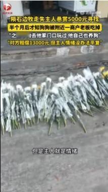主人悬赏5千寻狗半月后得知被吃掉 捡到别人的狗吃掉肯定不对，需要进行赔偿等；但主