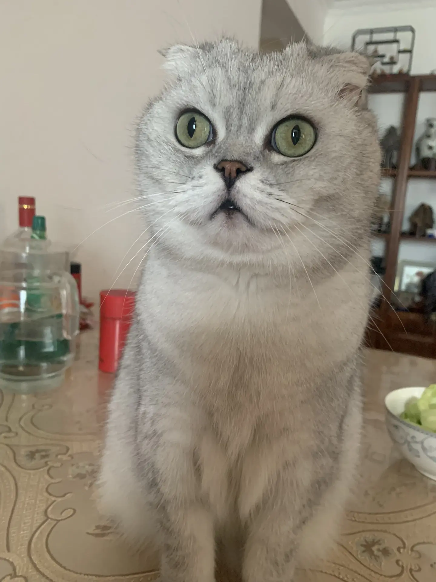 流浪动物不流浪