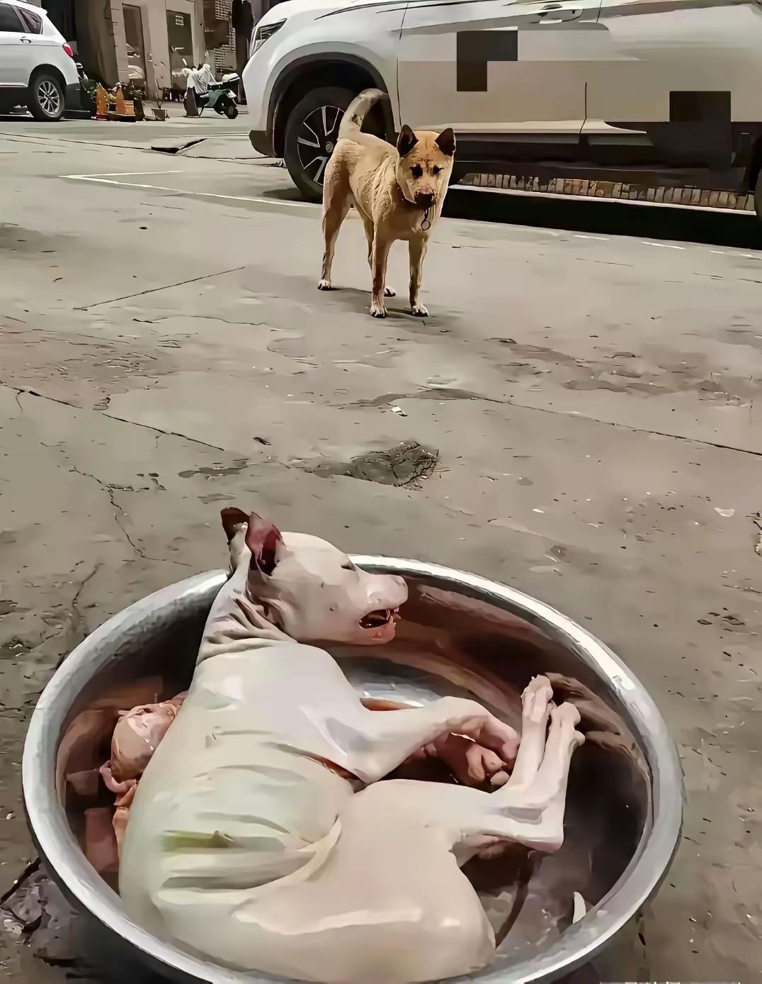 狗狗一定在想，为啥自己的同伴会赤裸裸的躺着，它内心是无助、懵逼、满脑子都是问号？