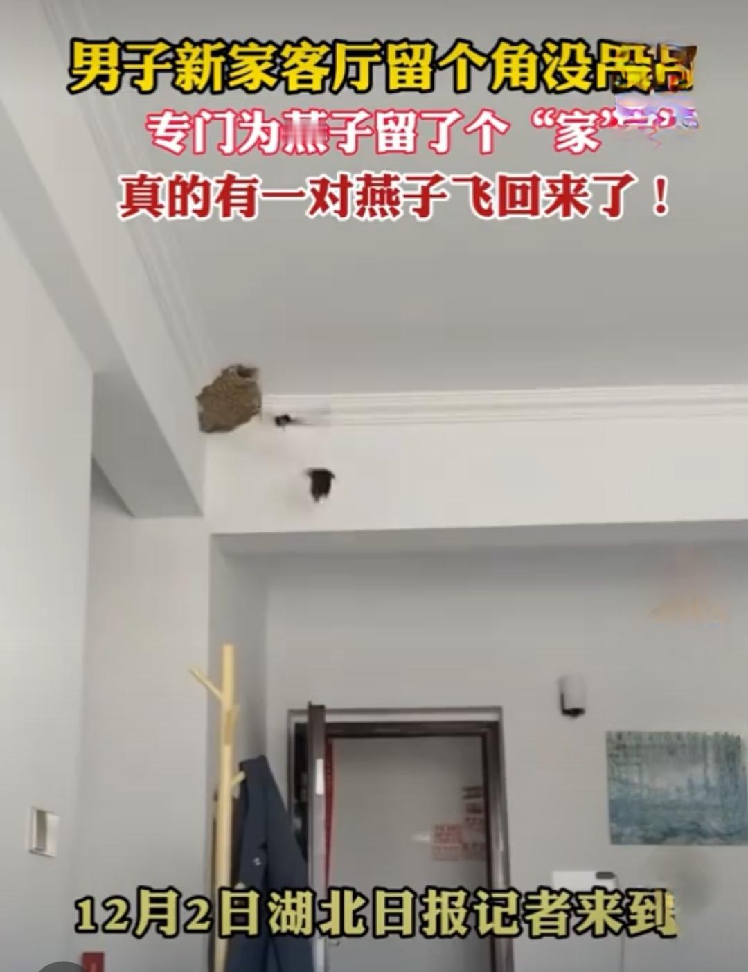 新房装修突现燕子窝，男主人一个决定让全家收获惊喜

当装修新房发现屋顶有燕子窝，