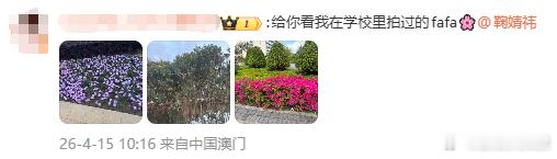 全网送鞠婧祎一个春天 可爱小猫在线送露芜衣花花，评论区开团秒跟看看这满屏的花海，