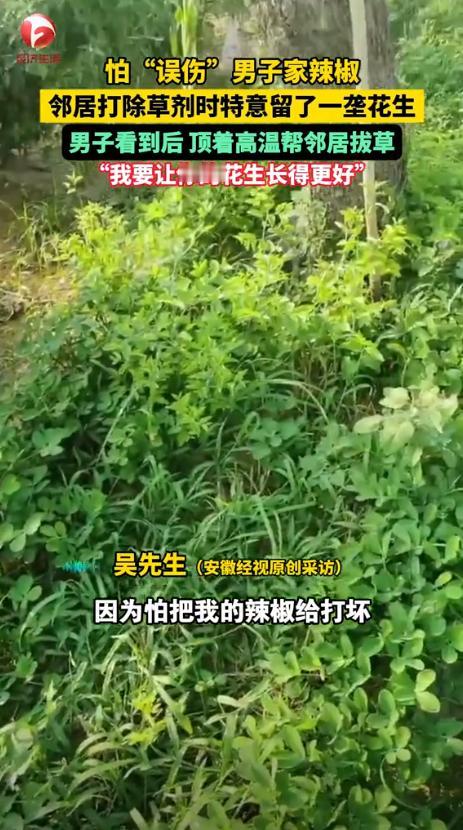 中国好邻居！近期，河南鹤壁一男子去地里面看辣椒长势，发现邻居给花生地喷洒除草剂，