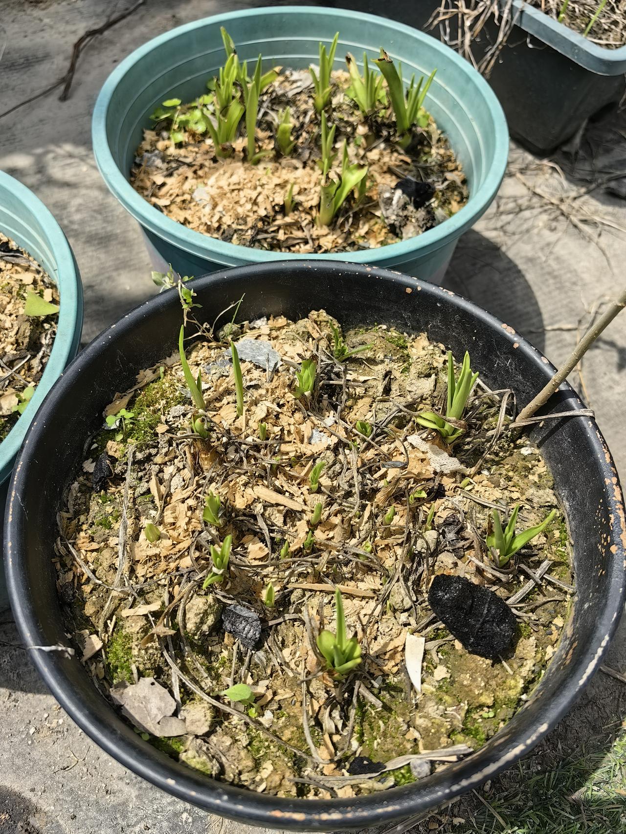 只有一盆开花的。
没想到今年这个球根一下子发了这么多。
我还没地方种了。