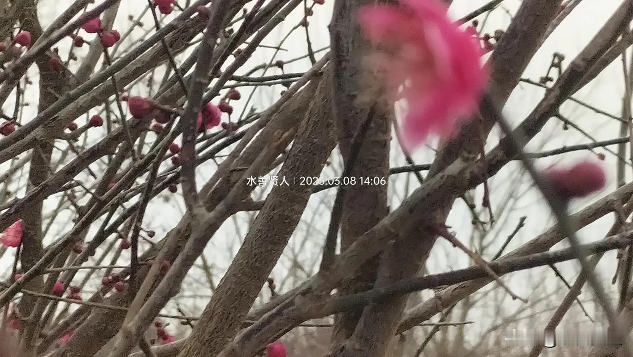 分享相册里最美的花