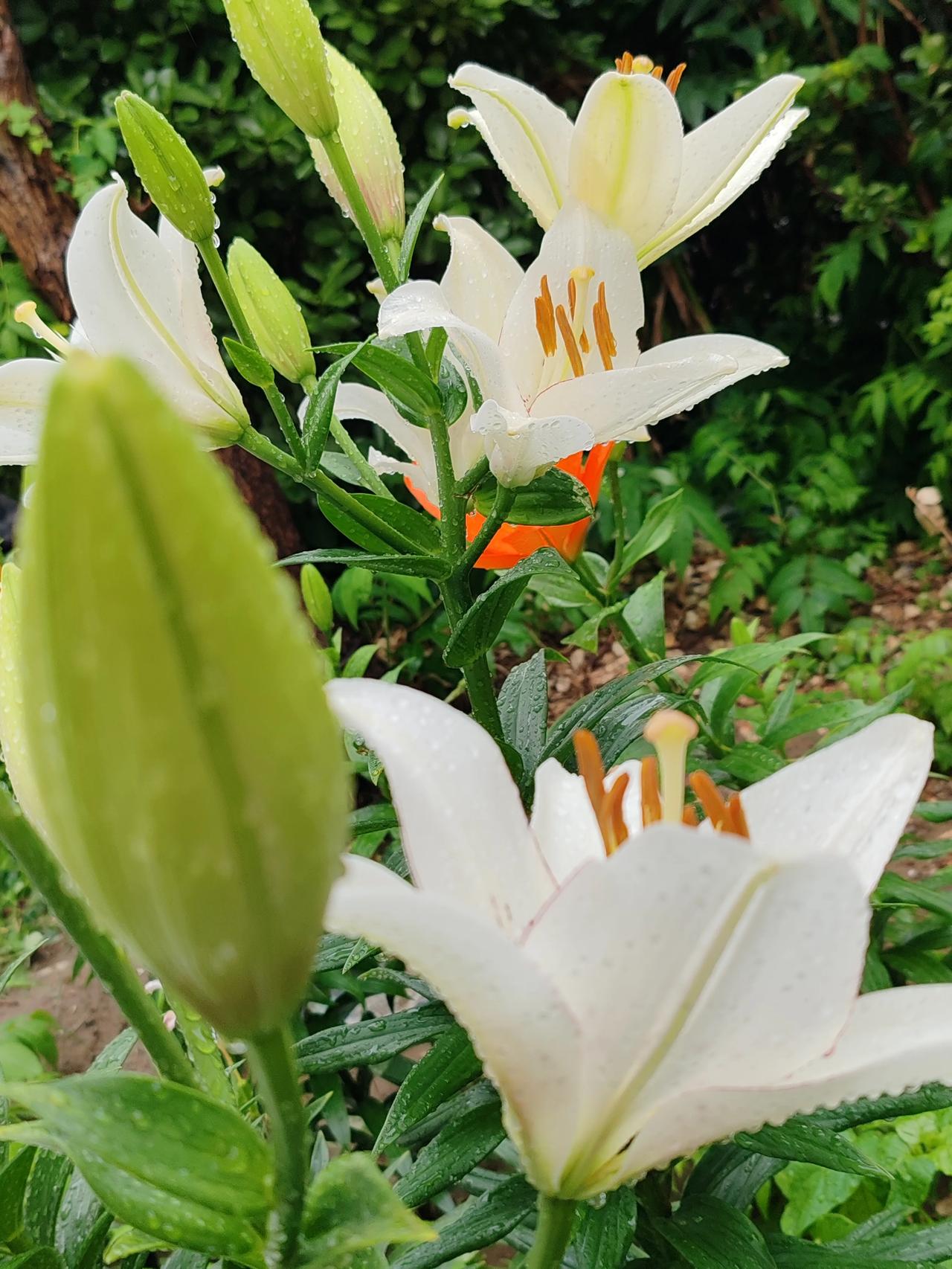 ，什么花都行