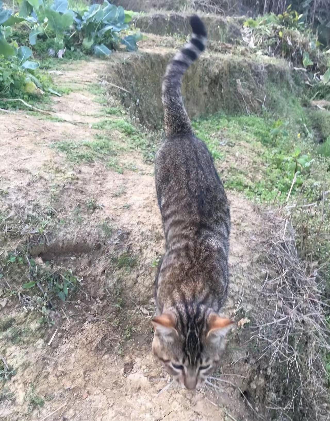 菜园有蛇，不敢去摘菜。跟猫咪说：喵喵，陪我去摘菜呗？看见蛇你就咬它。它听懂了，冲