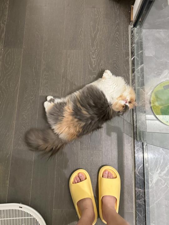 这是梨形身材吗