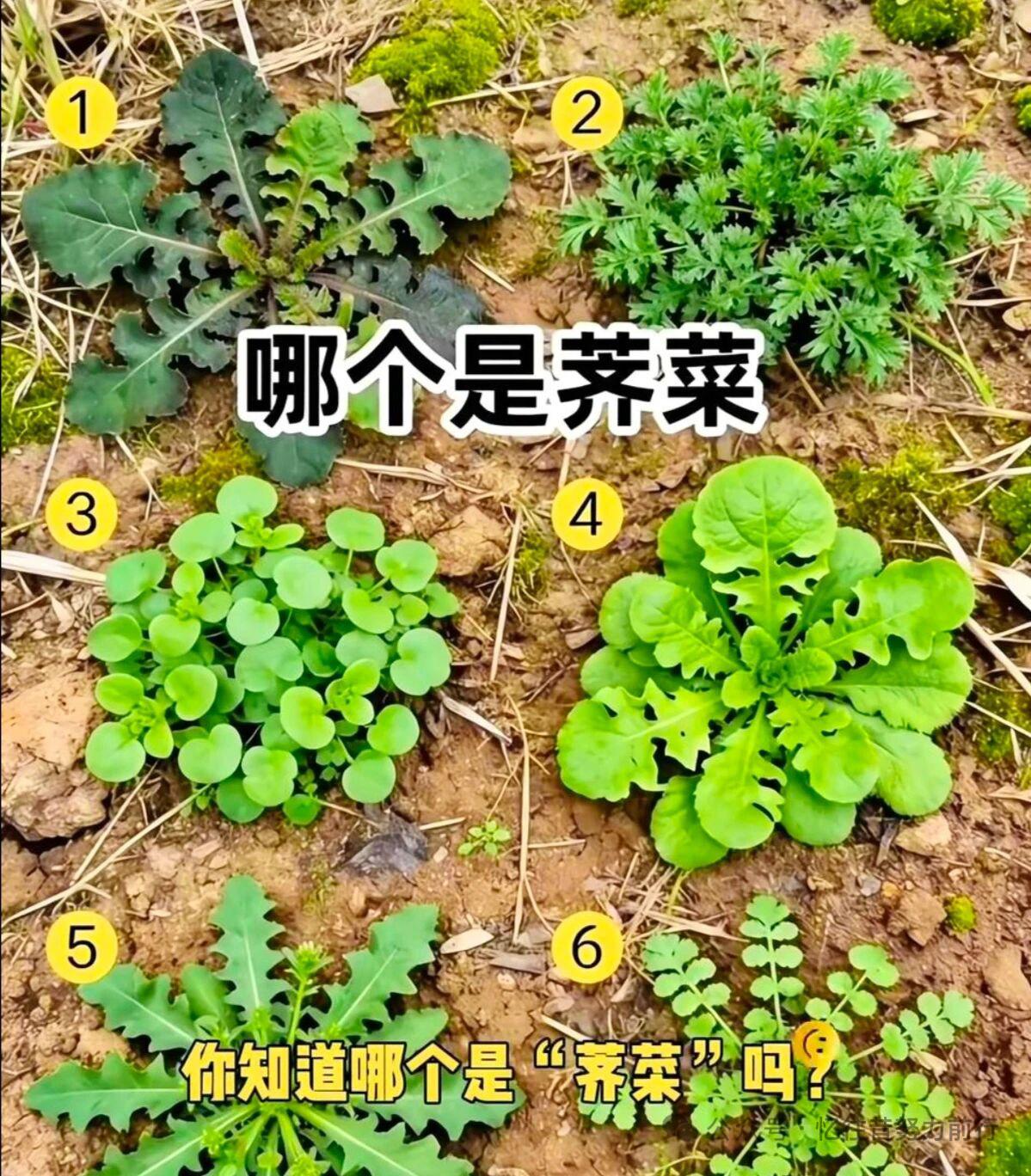 周末想去挖荠菜，你知道几号是荠菜呢？

我感觉现在的年轻人没有几个能认识

春天