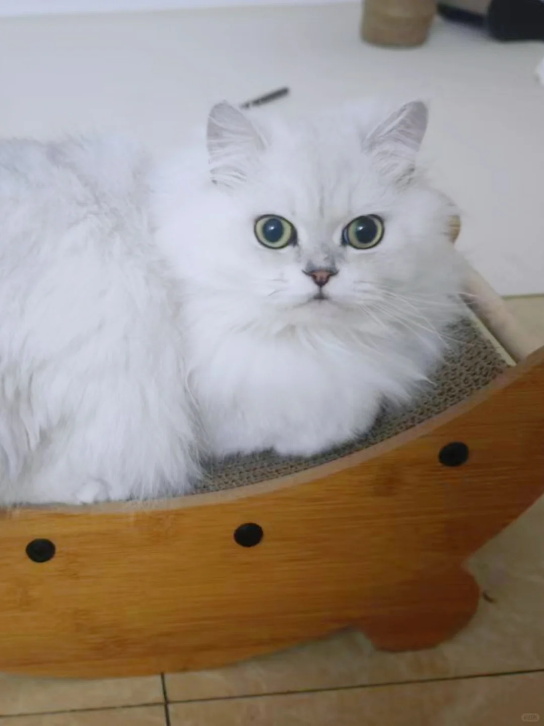 小猫咪大大的眼睛里充满了智慧