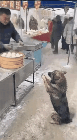 包子铺老板别想发财了。
狗妈妈带着几个宝宝，饿急了，到包子铺老板跟前讨要包子，下