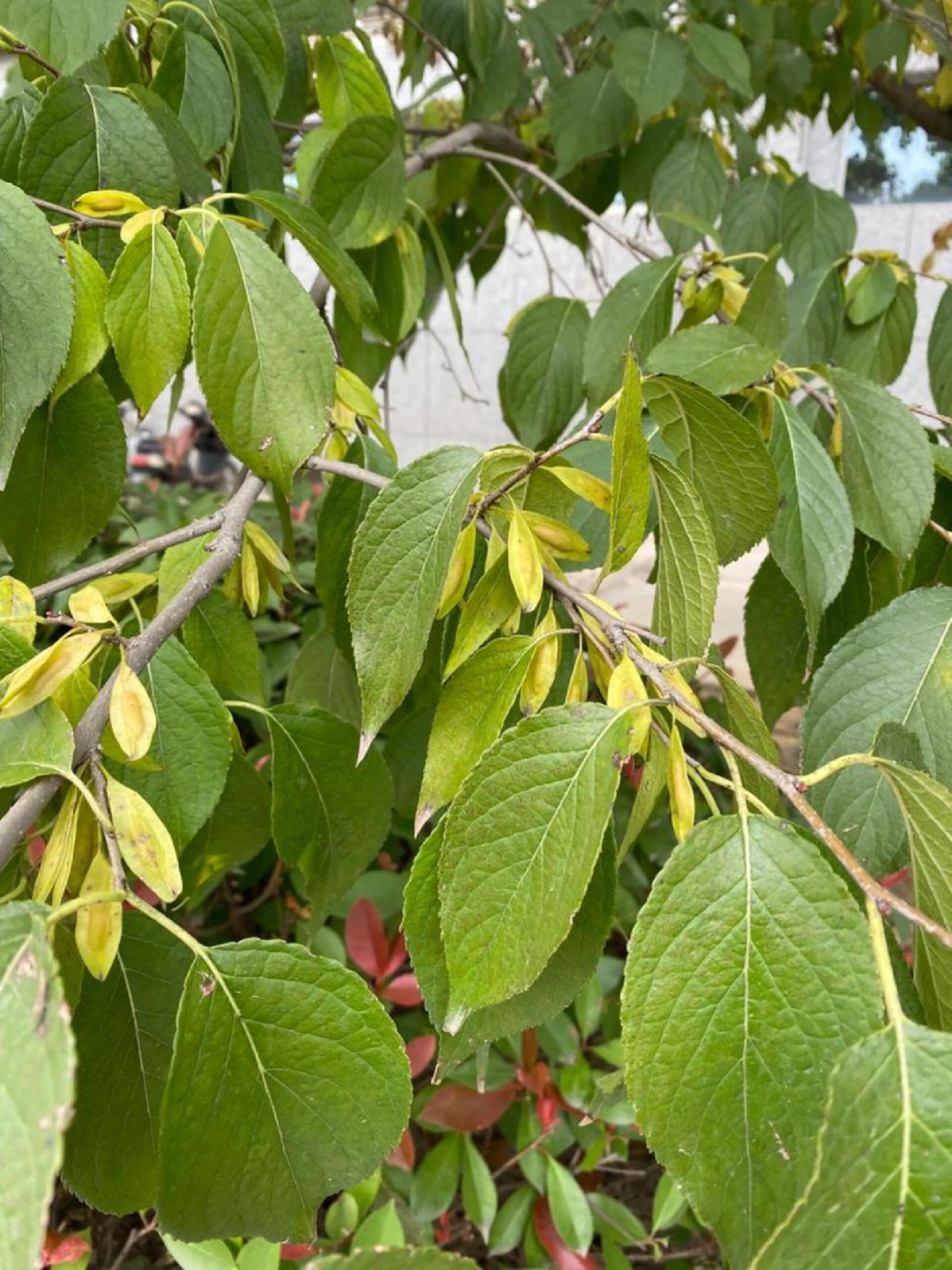 中医中药 | 专业科普 | 杜仲：传承千年的“植物黄金”与现代医药之星 杜仲（E