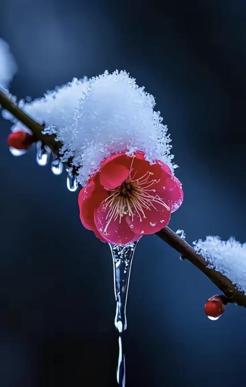上联：雪吻梅花醉
下联：云横山骨瘦