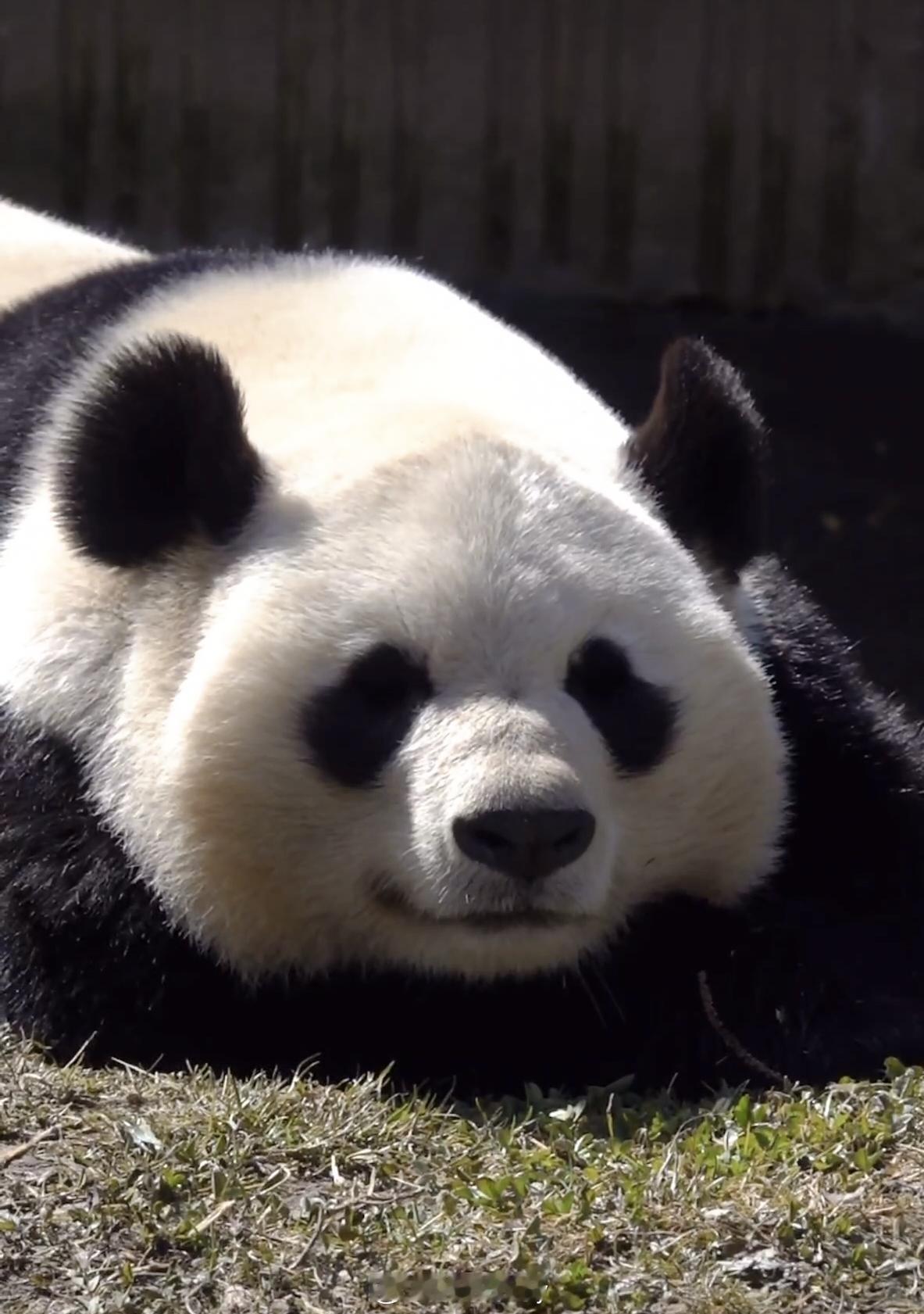 大熊猫家美，好漂亮，睡觉也那么甜呐。🐼 