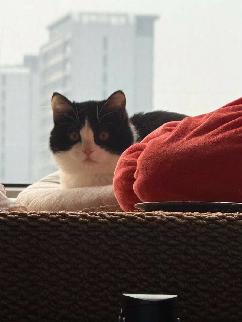 嘿嘿，一天里有一小会儿我是金牛猫。daily奶牛猫 （投稿：） 