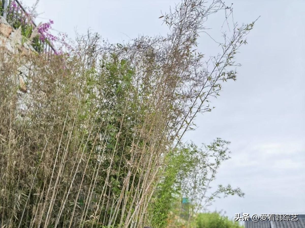 春日生活打卡季竹杆在浅蓝天幕下斜斜舒展，枯梢混着新绿，风过处梢头轻晃。旁侧那簇紫