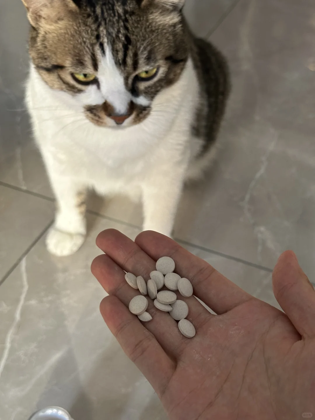 还怕猫孩子吐不出毛吗？！