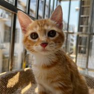 誒呀是姐姐的猫